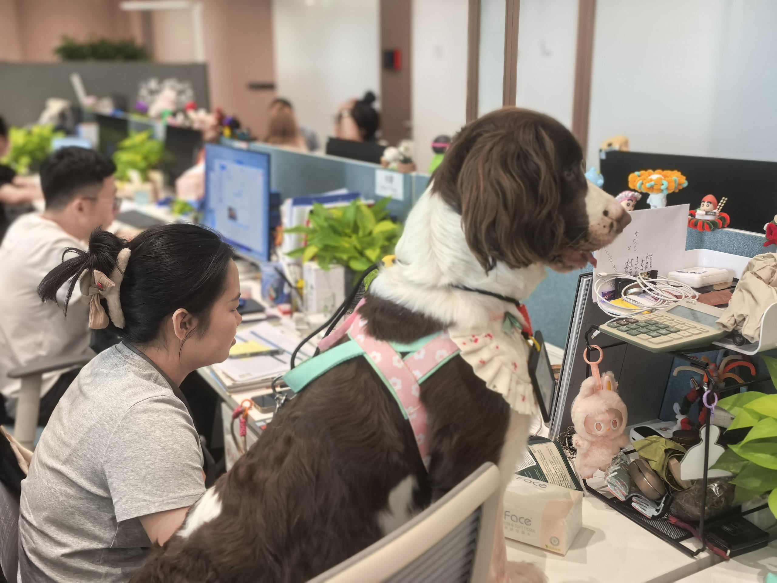 “From Paws to Planet Pet Day” in Sanya