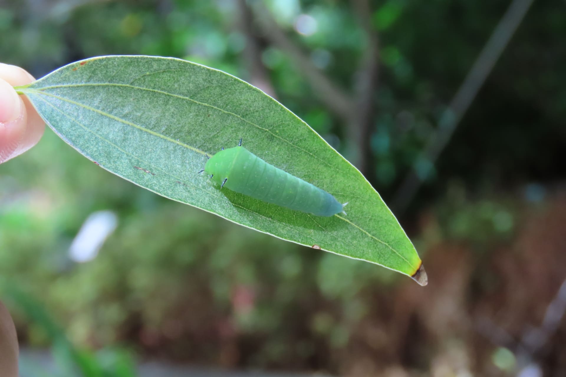 Biodiversity Baseline Study and Surveys