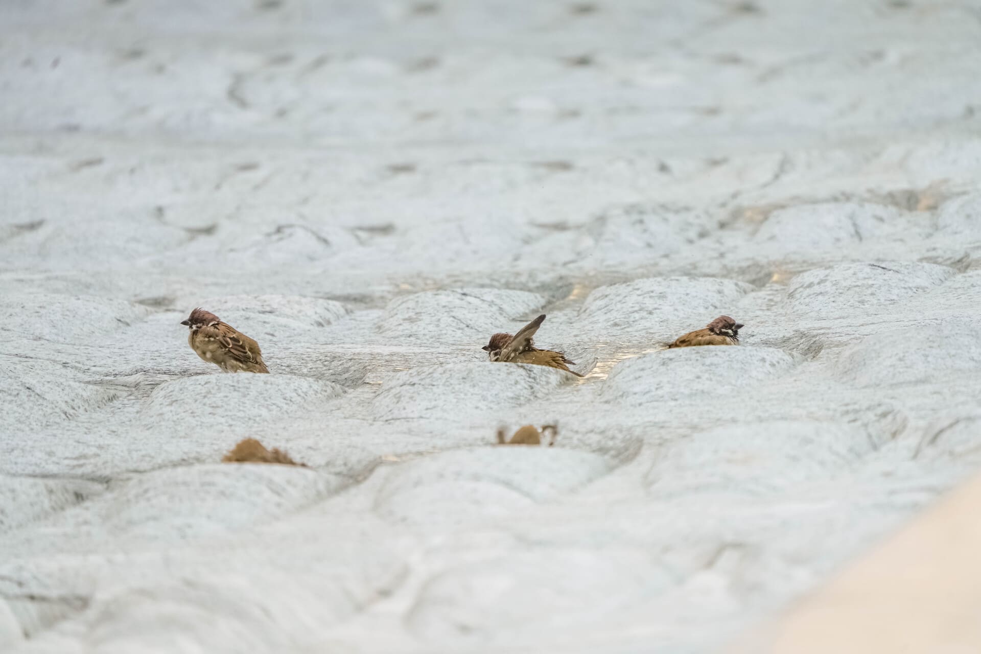 Biodiversity Baseline Study and Surveys