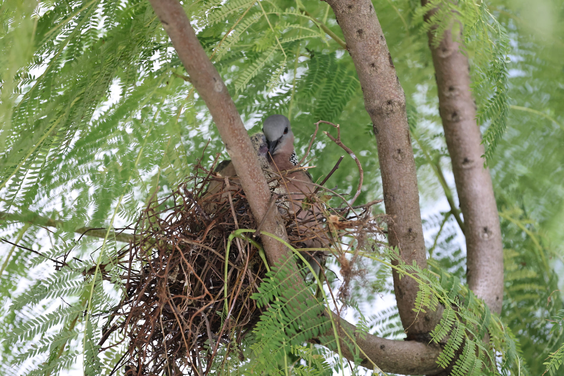 Biodiversity Baseline Study and Surveys