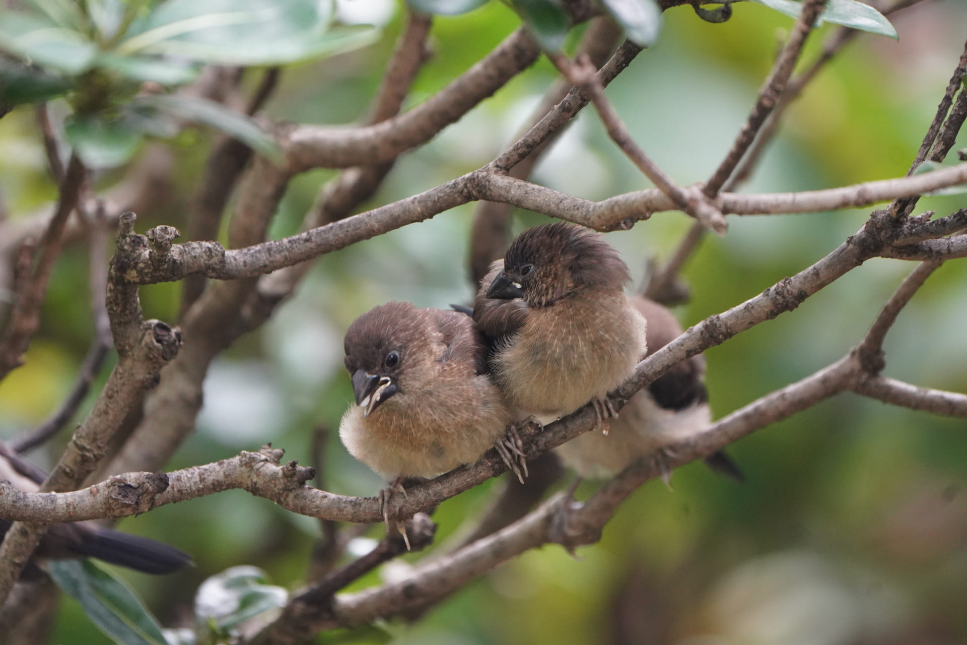 Biodiversity Baseline Study and Surveys