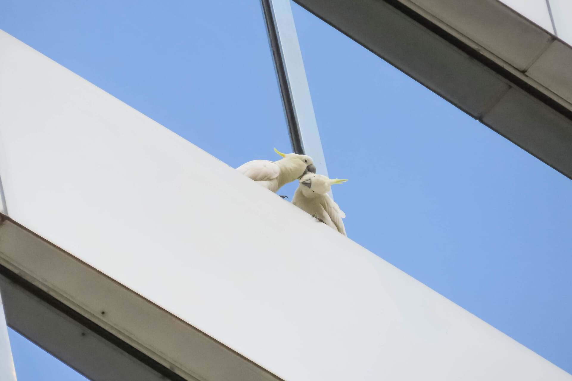 Biodiversity Baseline Study and Surveys