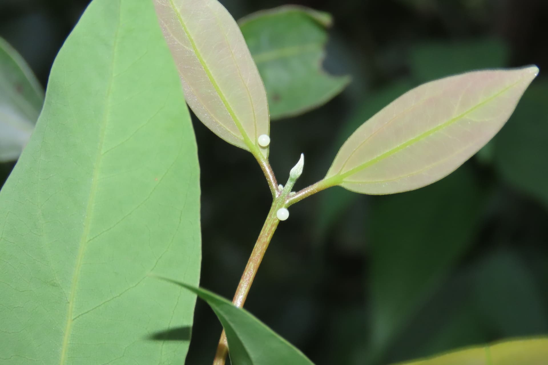 Biodiversity Baseline Study and Surveys