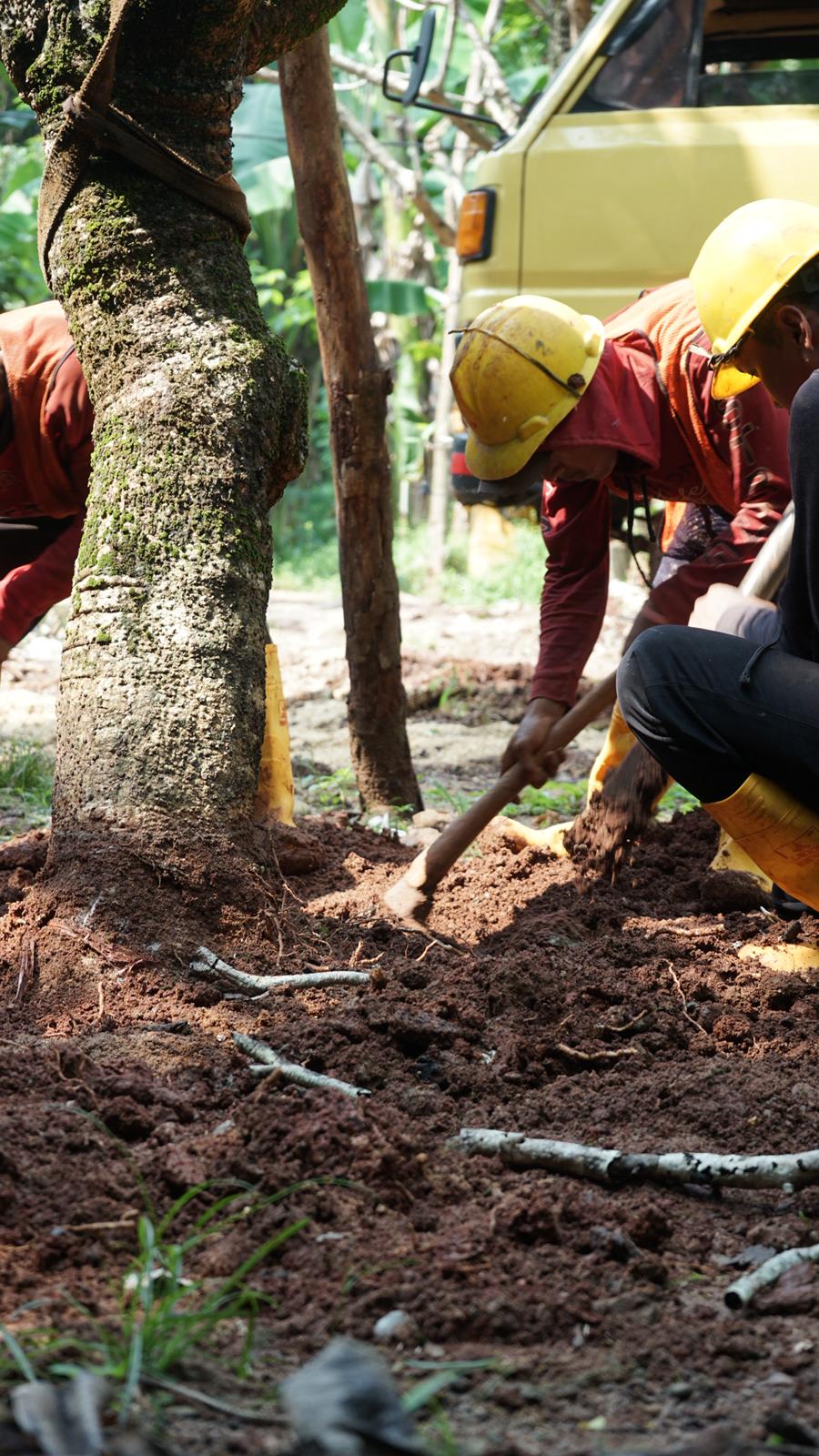 Tree Preservation at Savyvavasa